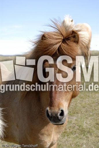 Islandpferde (46 von 50).jpg